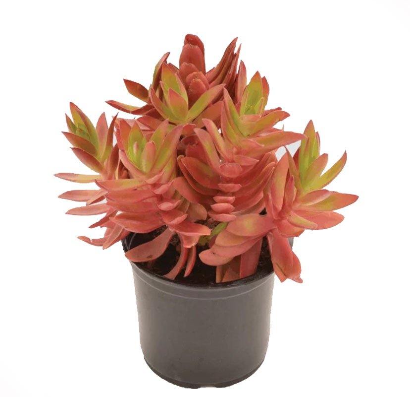 کراسولا قرمز